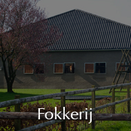 Fokken 